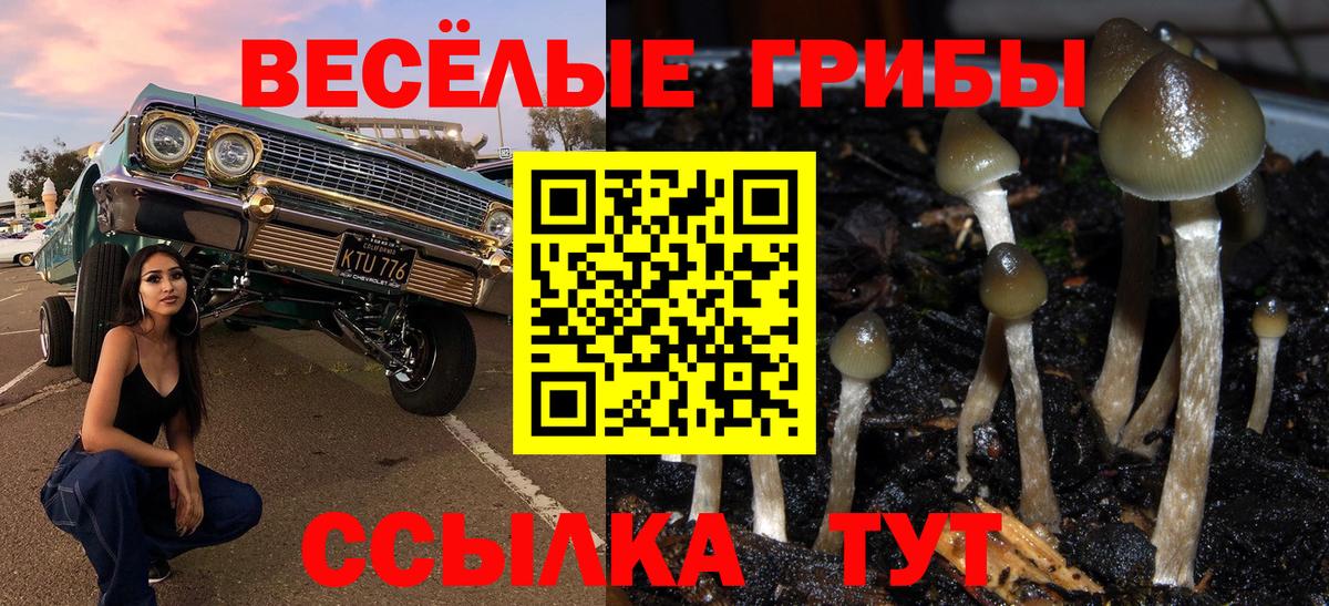 Псилоцибиновые грибы Psilocybe Воркута